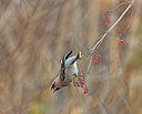 BUITEN BEELD Foto: 415867