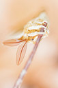 BUITEN BEELD Foto: 415873