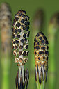 BUITEN BEELD Foto: 415931