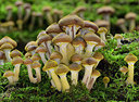 BUITEN BEELD Foto: 415941