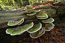BUITEN BEELD Foto: 415944