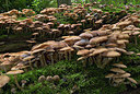 BUITEN BEELD Foto: 415974