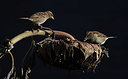 BUITEN BEELD Foto: 416092
