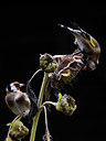 BUITEN BEELD Foto: 416223