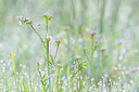 BUITEN BEELD Foto: 416276
