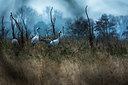 BUITEN BEELD Foto: 416375