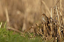BUITEN BEELD Foto: 416396