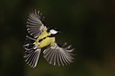 BUITEN BEELD Foto: 416601