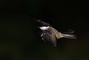 BUITEN BEELD Foto: 416603