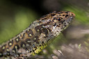 BUITEN BEELD Foto: 416655