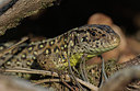 BUITEN BEELD Foto: 416656