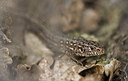 BUITEN BEELD Foto: 416658