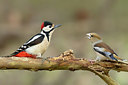 BUITEN BEELD Foto: 416854
