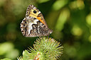 BUITEN BEELD Foto: 416887