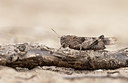BUITEN BEELD Foto: 416950