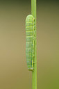 BUITEN BEELD Foto: 417129