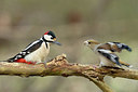 BUITEN BEELD Foto: 417141