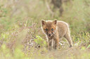 BUITEN BEELD Foto: 417333