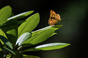 BUITEN BEELD Foto: 417618