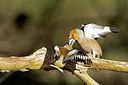 BUITEN BEELD Foto: 417742