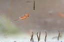 BUITEN BEELD Foto: 417753