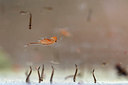 BUITEN BEELD Foto: 417754