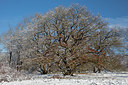BUITEN BEELD Foto: 417831