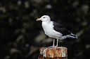 BUITEN BEELD Foto: 417935