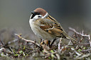BUITEN BEELD Foto: 418309
