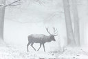 BUITEN BEELD Foto: 418411