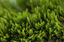 BUITEN BEELD Foto: 418546