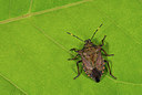 BUITEN BEELD Foto: 418556