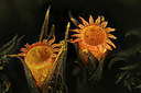BUITEN BEELD Foto: 418623