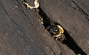 BUITEN BEELD Foto: 418685