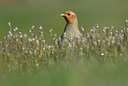 BUITEN BEELD Foto: 418741