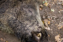 BUITEN BEELD Foto: 41036