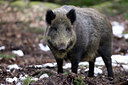 BUITEN BEELD Foto: 41040