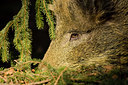 BUITEN BEELD Foto: 41049