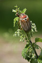 BUITEN BEELD Foto: 41083