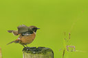 BUITEN BEELD Foto: 41239