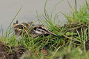 BUITEN BEELD Foto: 41255