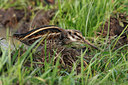 BUITEN BEELD Foto: 41256