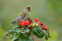BUITEN BEELD Foto: 41296