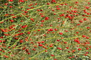 BUITEN BEELD Foto: 41305