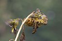 BUITEN BEELD Foto: 41314