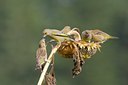 BUITEN BEELD Foto: 41322