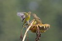 BUITEN BEELD Foto: 41325
