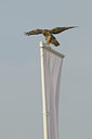 BUITEN BEELD Foto: 41346