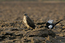 BUITEN BEELD Foto: 41349