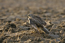 BUITEN BEELD Foto: 41350